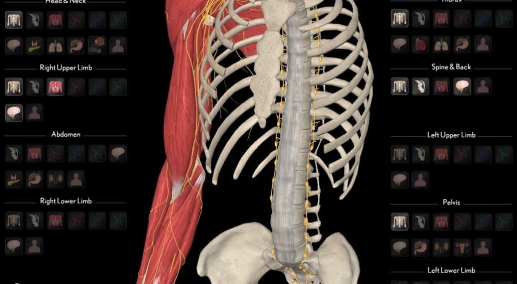 3D Organon VR 3D Organon VR